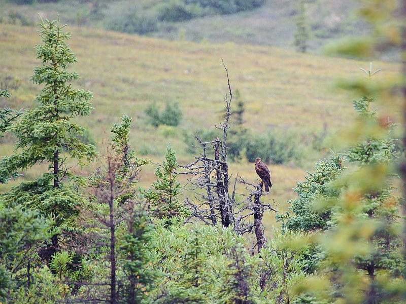 Alaska Wildlife-36.JPG